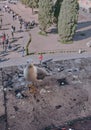 Seagull on a balcony at the Colosseum in Rome