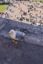 Seagull on a balcony at the Colosseum in Rome