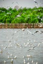 Seagull at Bangpoo, Samutprakarn,