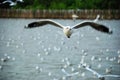 Seagull at Bangpoo, Samutprakarn, Royalty Free Stock Photo