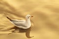 Seagull at Bangpu, Bangpu Thailand