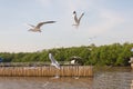 Seagull,BangPu Recreation Center,Samut Prakan,Thailand