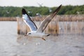 Seagull,BangPu Recreation Center,Samut Prakan,Thailand Royalty Free Stock Photo