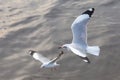 Seagull,BangPu Recreation Center,Samut Prakan,Thailand Royalty Free Stock Photo