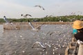 Seagull,BangPu Recreation Center,Samut Prakan,Thailand Royalty Free Stock Photo