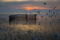 Seagull,BangPu Recreation Center,Samut Prakan,Thailand