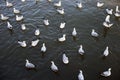 Seagull in Bangpu Samutprakan Royalty Free Stock Photo