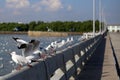 Seagull in Bangpu Samutprakan Royalty Free Stock Photo