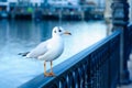 Seagull on the bank of the Limmat River, in Zurich Royalty Free Stock Photo