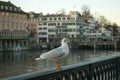 Seagull on the bank of the Limmat River, in Zurich Royalty Free Stock Photo