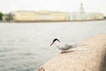 seagull on the river bank in the city Royalty Free Stock Photo