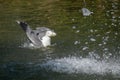 Seagull bathing in a lake near a water fountain