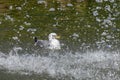 Seagull bathing in a lake near a water fountain