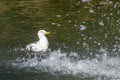 Seagull bathing in a lake near a water fountain