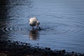 Seagull bathing in a pond`s water