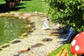 a seagull bathing shakes its wings