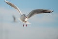 Seagull in the bay Royalty Free Stock Photo