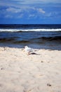 Seagull on a beach