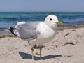 Seagull on the beach