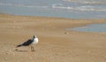 Seagull on the Beach Royalty Free Stock Photo