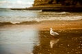 A seagull