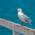 Seagull at the beach Royalty Free Stock Photo