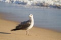 Seagull on beach Royalty Free Stock Photo