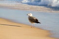 Seagull on beach Royalty Free Stock Photo