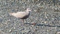 Seagull on the beach Royalty Free Stock Photo