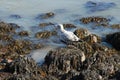 Seagull, beach bird at Hole in the Wall Beach, East Lyme COnnecticut