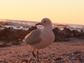 A seagull on the beach. The bird lost it`s left foot, which is hanging a a thin tread. Location: Sea Point, Cape Town. Backgroun