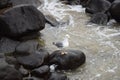 Seagull on the beach among the black rocks Royalty Free Stock Photo