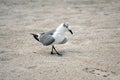 Seagull in the sand on Dania Beach