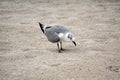 Seagull in the sand on Dania Beach