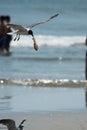 Seagull on the beach flying with food hanging out of its mouth