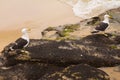 Seagull on the beach. Gaivota Royalty Free Stock Photo
