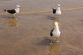 Seagull on the beach. Gaivota Royalty Free Stock Photo