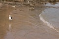 Seagull on the beach. Gaivota Royalty Free Stock Photo