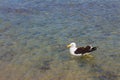 Seagull on the beach. Gaivota Royalty Free Stock Photo
