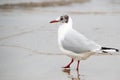 Seagull at the beach has its feet in the water Royalty Free Stock Photo