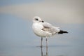 Seagull on the beach at Hilton Head Island Beach, South Carolina