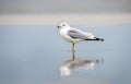 Seagull on the beach at Hilton Head Island Beach, South Carolina