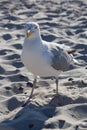 Seagull on the beach looking to the front Royalty Free Stock Photo