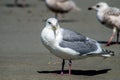 Seagull on beach