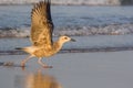 Seagull on beach at Mandvi