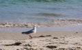 Seagull on the beach near Carnac, France , France Brittany Royalty Free Stock Photo