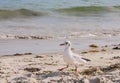Seagull on the beach near Carnac, France , France Brittany Royalty Free Stock Photo