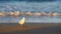 Seagull on the beach of the Polish Baltic Sea coast