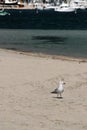 Seagull on the beach, Port of Pollentia.