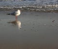 A seagull on the beach in Pusan, Korea Royalty Free Stock Photo